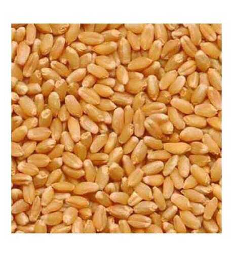 Wheat Grain