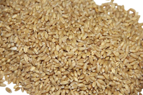 Wheat Seeds - Brown, Grade A, 100% Pure | Fresh, Very Good Quality, Natural Drying Process, Common Cultivation, Health Beneficial