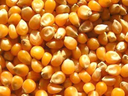 Yellow Maize Seeds - Fresh and Pure with 24% Carbohydrates, 7% Total Fat, High Protein Content | Very Good Quality, Natural Drying Process, Grade A, 100% Purity