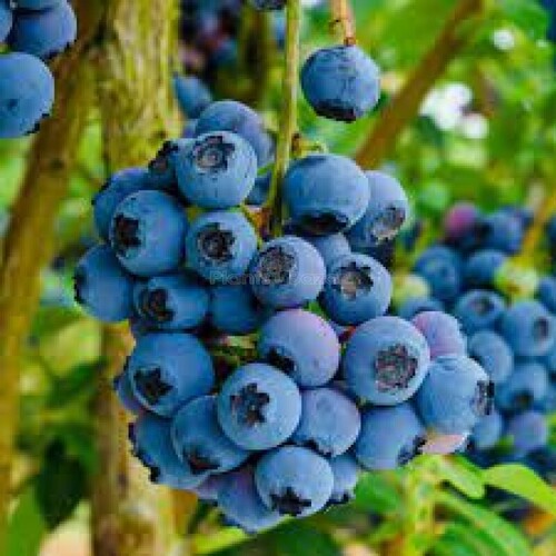 blue berry 