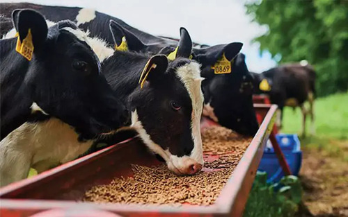 Cattle Feed Supplements