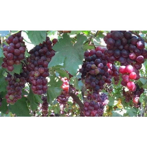 Red Grapes