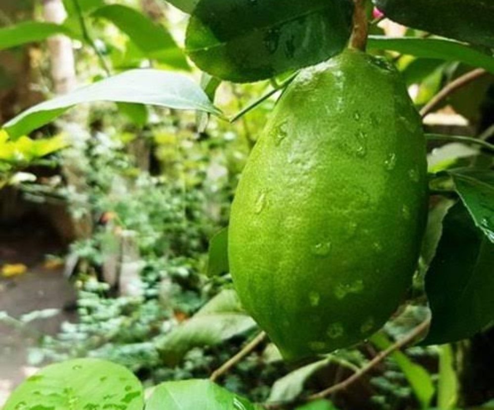 Fresh Kaji Lemon - Raw, Seasoned | Long Shelf Life, Rich Taste, Hygienically Packed