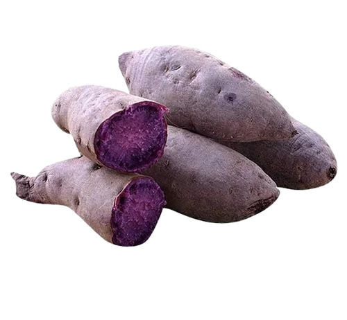 Purple Sweet Potato - Fresh Very Good Quality, 100% Pure & Healthy, Steamed Elongated Shape Preserved, Shelf Life of 1 Month