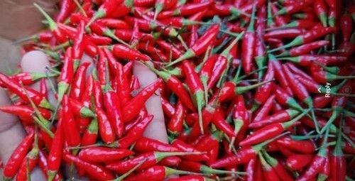 Thai Bird Red Chilli