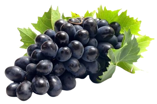 Black Grapes - Fresh Quality , 100% Purity, Good for Health | Oval Shape, Standard Size, Sweet Taste, 15 Days Shelf Life