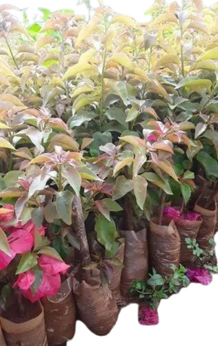 Bougainvillea Plant - Fresh A Grade 3-4 Feet Green Stem | Organic Fertilizer, Clay Soil, Well Watered