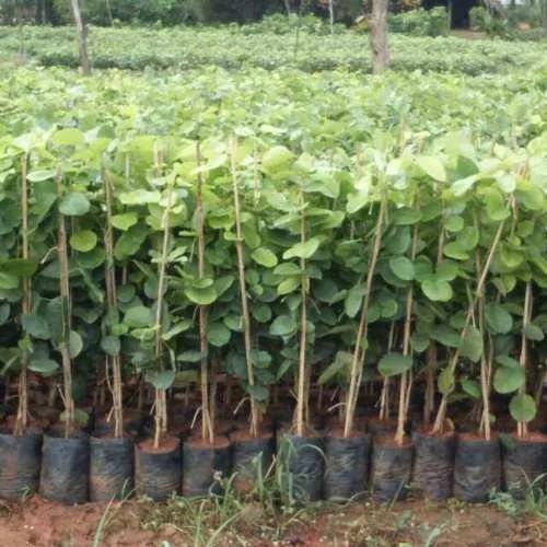 Eucalyptus Plant - Fresh A Grade, 3-4 Feet Green Stem | Well Watered, Organic Fertilizer, Ideal for Clay Soil