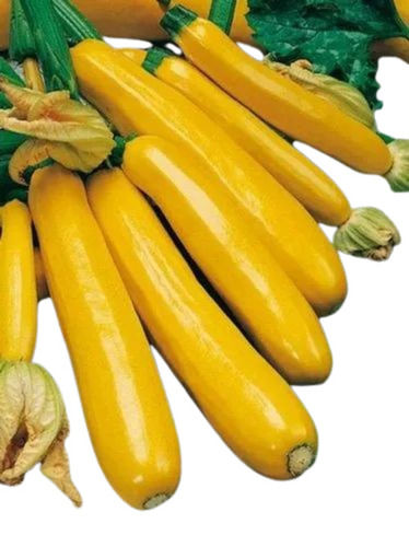 Fresh Yellow Zucchini