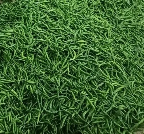 Green Chilli By Sgs Export Services