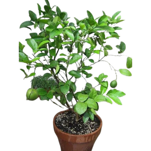 Lemon Plant - Fresh A Grade 3-4 Feet Clay Soil Variety, Well Watered Organic Fertilizer | Green Stem, Ideal for Garden Usage