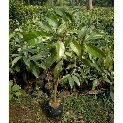 Litchi Plants - Fresh A Grade Green Stem, 3-4 Feet Size | Organic Fertilizer, Well Watered for Clay Soil