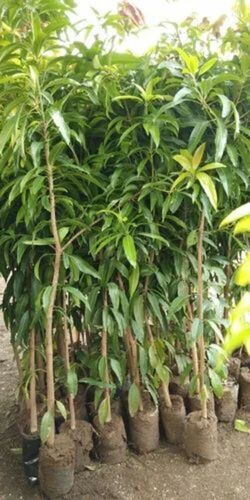 Mango Plant 