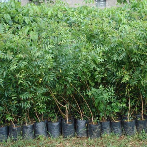 Neem Plant - A Grade Fresh 3-4 Feet Clay Adapted, Well Watered Organic Fertilizer Green Stem Variety