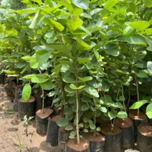 Red Sandalwood Plants - Fresh A Grade, 3-4 Feet Green Stem | Clay Soil Specific, Organic Fertilizer, Well Watered