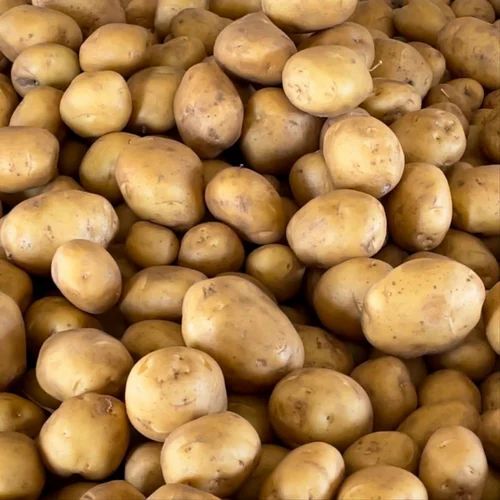 Raw Fresh Potato