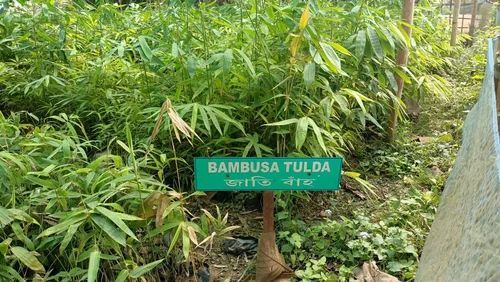 Bambusa Tulda Plant - Fresh A Grade, 2-3 Feet Tall, Green Stem, Ideal for Acidic Clay Soil, Full Sun Exposure
