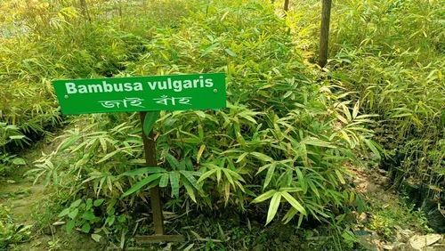 Bambusa Valgris Plaint - 2-3 Feet Green Stem, A Grade Quality for Garden Soil, Ideal for Acidic Clay, Requires Full Sun Exposure