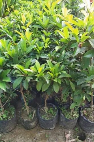 Chiku Fruit Plant - Fresh A Grade, 3-4 Feet Tall Green Stem | Ideal for Acidic Clay Garden Soil, Requires Full Sun Exposure
