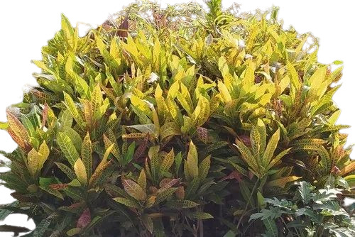 Croton Garden Plant - A Grade Fresh Quality | 2-3 Feet Tall, Green Stem, Acidic Clay Soil, Full Sun Exposure