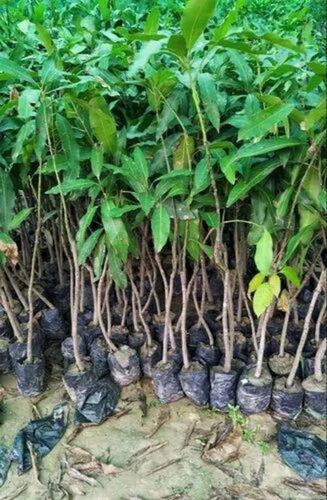 Dasheri Mango Plant - 3-4 Feet, Green Stem | A Grade Quality, Fresh Condition, Acidic Clay Soil, Full Sun Exposure