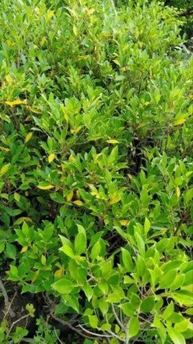 Distylium Scenery Garden Plant - Fresh A Grade, Acidic Clay Soil Adaptable | Green Stem, 1-2 Feet Size, Full Sun Exposure