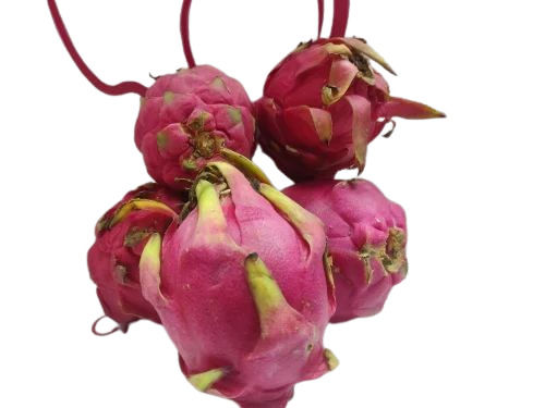 Dragon Fruit