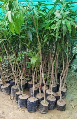 Dudhia Malda Mango Plant - 3-4 Feet Size, Green Stem | A Grade Fresh Quality, Acidic Clay Soil, Full Sun Exposure, Shelf Life 1 Month