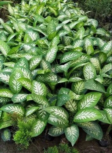 Dumb Cane Garden Plant - Fresh A Grade , 2 Feet Size, Green Stem, Acidic Clay Soil Requirement, Full Sun Exposure Ideal