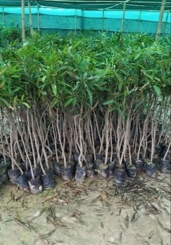 Fazli Mango Plant - 3-4 Feet Tall, A Grade Quality | Fresh Green Stem, Acidic Clay Soil, Full Sun Exposure, 1 Month Shelf Life