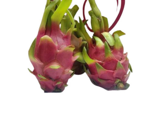 Fresh Dragon Fruit