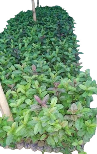 Guava Fruit Plant - A Grade Fresh 2-3 Feet Green Stem for Acidic Clay Garden Full Sun Exposure