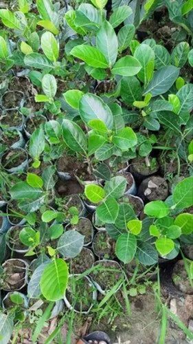 Hybrid Jackfruit Plant - Fresh A Grade Soil for Acidic Clay 2-3 Feet Green Stem Full Sun Exposure | Hybrid Jackfruit Variety