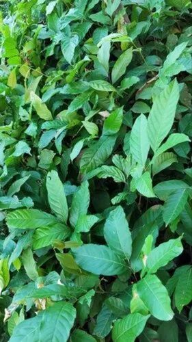 Litchi Fruit Plant - Fresh A Grade Quality Acidic Clay Garden Soil Full Sun Exposure | Green Stem 2-3 Feet Size 1 Year Shelf Life