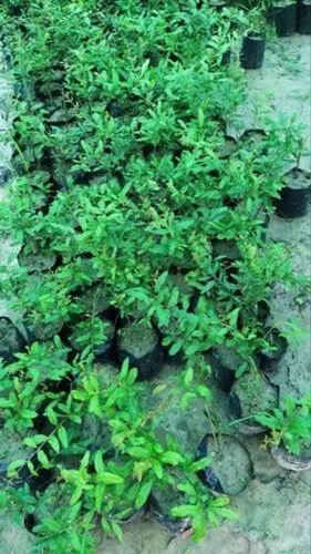 Pomegranate Plant - 2 Feet A Grade Fresh Variety | Ideal for Acidic, Clay Soil, Full Sun Exposure