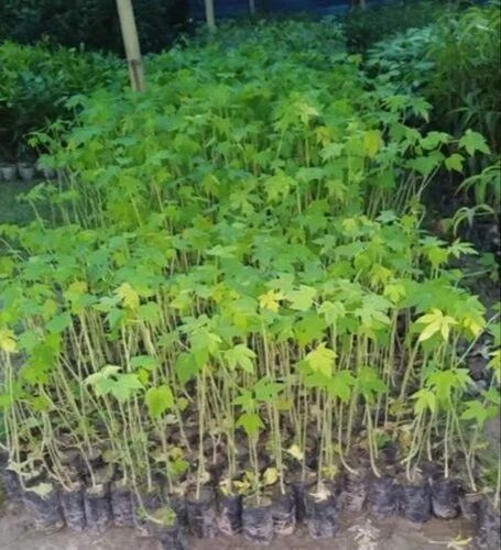 Pusa Dwarf Papaya Plant - 3-4 Feet Height, Green Stem | Fresh Quality A Grade, Acidic Clay Soil Preference, Requires Full Sun Exposure