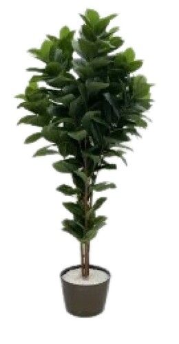 Rubber Leaves Plant