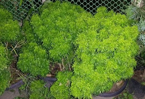 Sweet Lemon Plant - A Grade Fresh 2-3 Feet Tall Green Stem | Ideal for Acidic Clay Soil Requires Full Sun Exposure