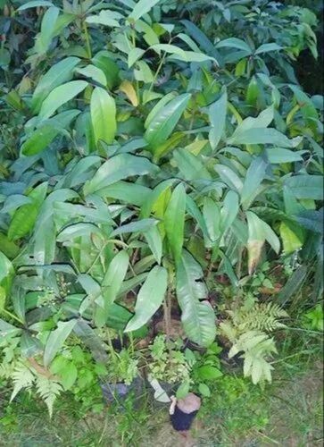 Water Apple Plant - Fresh A Grade 3-4 Feet Stem | Full Sun Exposure, Acidic & Clay Soil, Green Color