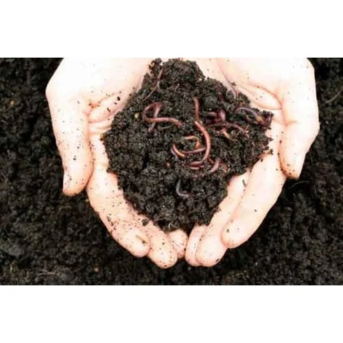 vermi compost