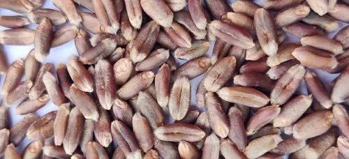 Black Wheat Seed - Dark Brown, 100% Pure Quality | Fresh Edible Food Seeds for Healthy Sowing