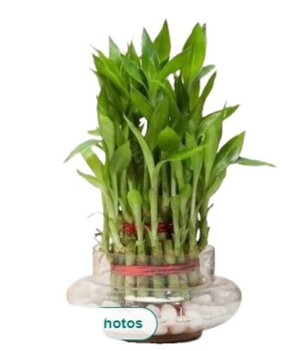 Glass 6 Inch Vase - 6 Inch Transparent Glass | Easy To Clean, Customized Shapes, Decal Effect, Quality Tested, Timely Delivery