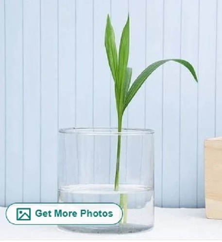 Glass Cylinder Flower Vase - Glass, Customized Shapes, Decal Effect | Easy to Clean, Perfect for Gifting, Delivered Within Committed Time Frame