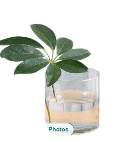 Glass Transparent Cylinder Flower Vase - Glass Material, Customized Shapes | Easy to Clean, Decal Effect, Quality Standard Tested, Timely Delivery