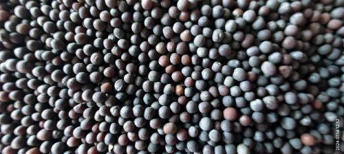 Mustard Seed - Fresh Quality, 100% Pure Black Oil Seeds | Very Good For Sowing, Excellent Health Benefits, Naturally Dried, Grade A