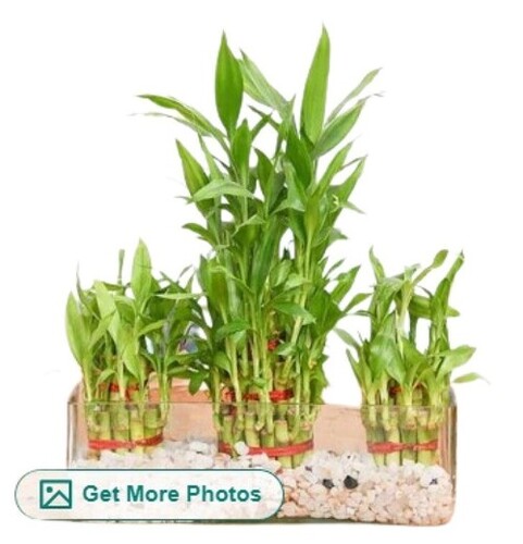 Rectangular Glass Vase - Transparent, Customized Sizes Available | Easy to Clean, Ideal for Gifting, Beautiful Decal Effect