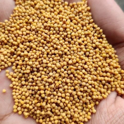 Yellow Mustard Seeds