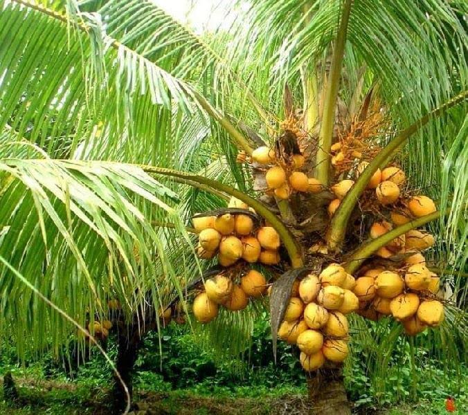 Fresh Tender Coconut - Natural Hydration & Refreshment