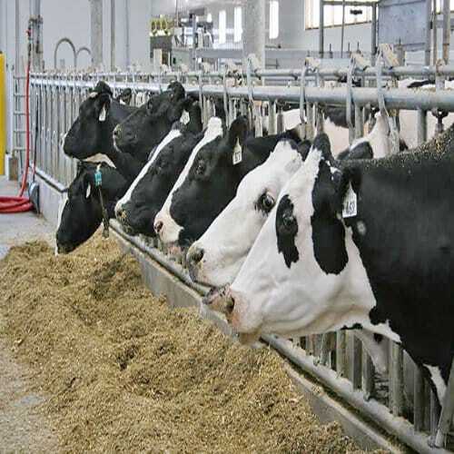 Cattle Feed - 100% Pure Superior Quality, Nutrient Enriched Healthy Herbal Supplement, Gluten-free Vitamin & Mineral Blend For Growth