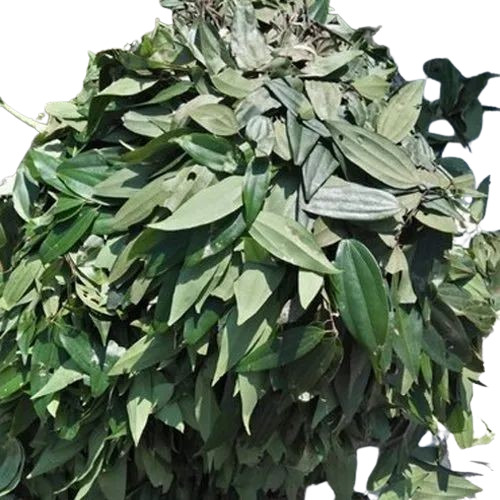 Bay Leaf - Fresh Quality, 100% Purity | Natural Dried, Good for Health, Cool & Dry Storage